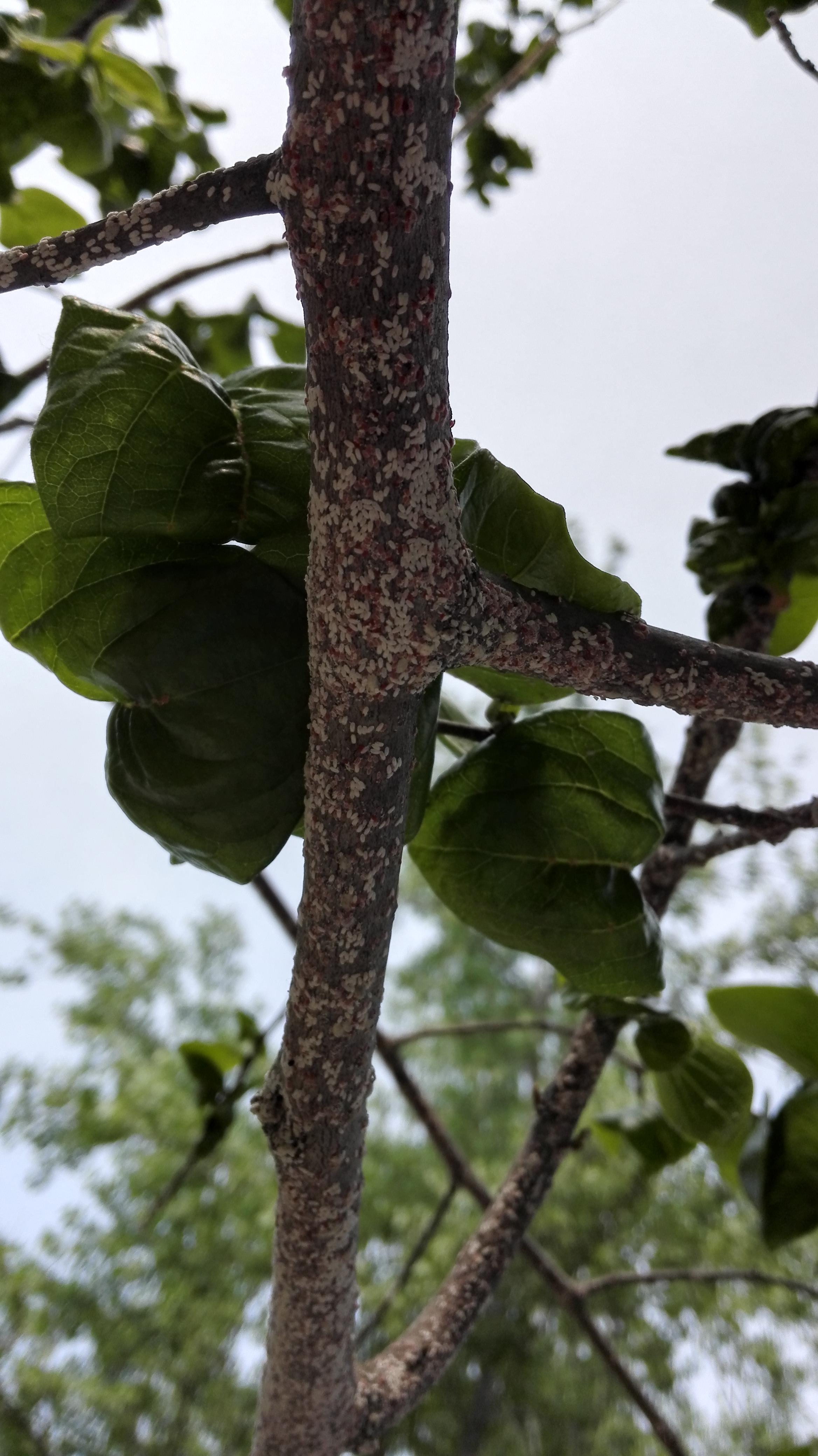 柿子树红白色密集斑点,是真菌还是动物,怎么防治?(图6张)