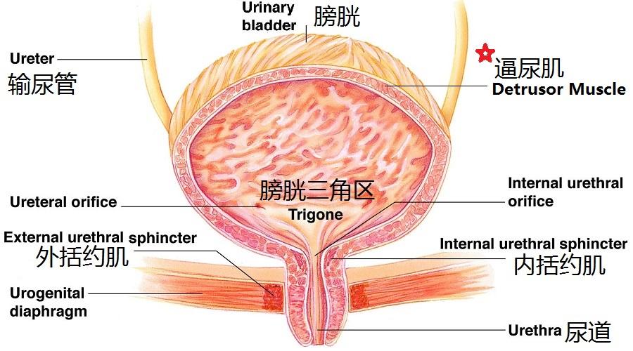 让生活精致的是态度