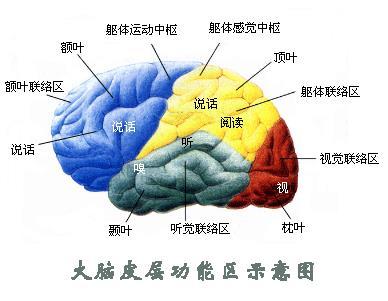 大脑皮层的功能分区图