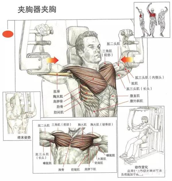 tips: 此训练,拉伸时锻炼胸大肌;双肘靠拢时主要锻炼胸大肌胸骨部.