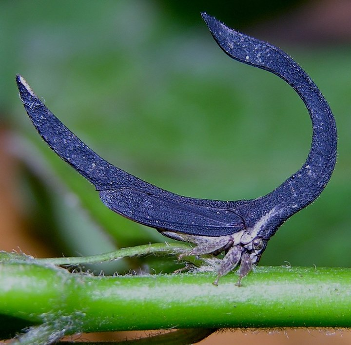 双叶塔冠角蝉(pyrgonota bifoliata)