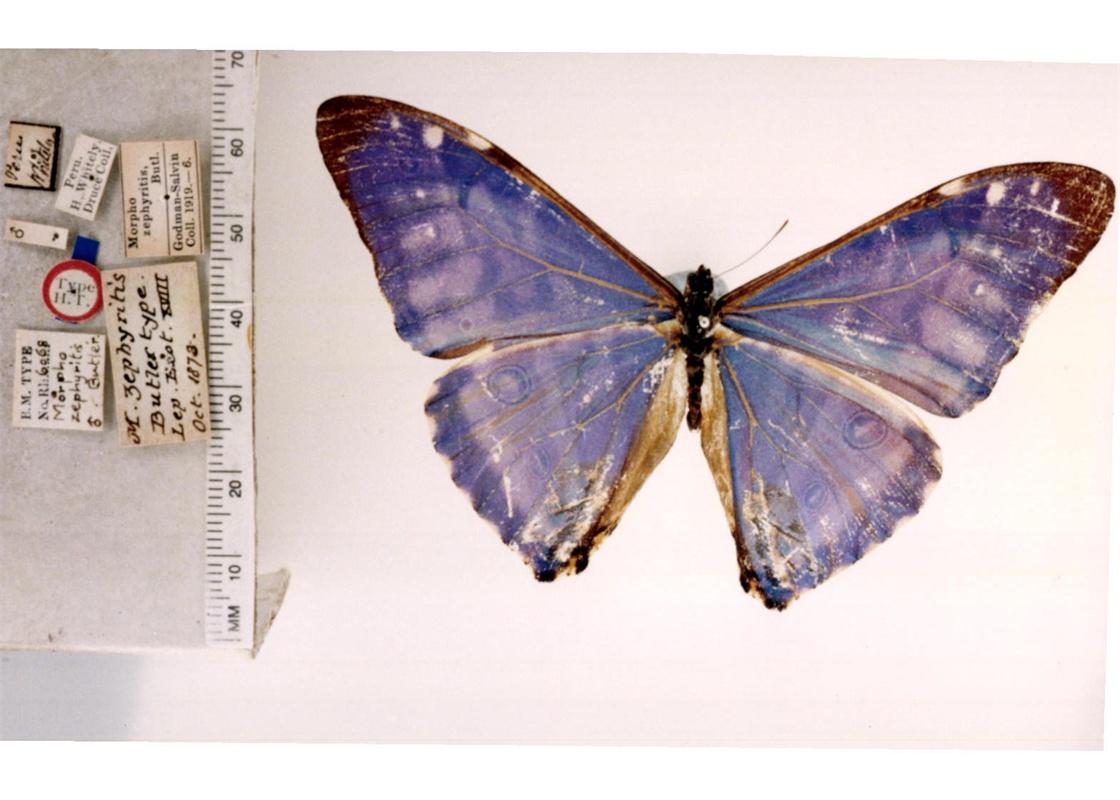 morpho zephyritis  butler, 1873 ╟ zephyritis morpho西风闪蝶,种