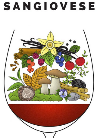 每日葡萄:sangiovese 桑娇维塞