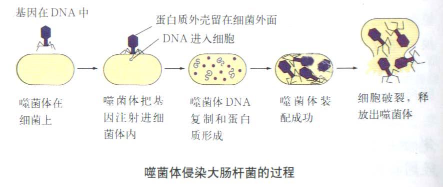 病毒的复制这个过程书上应该是通过噬菌体来解释的: 噬菌体:感染细菌
