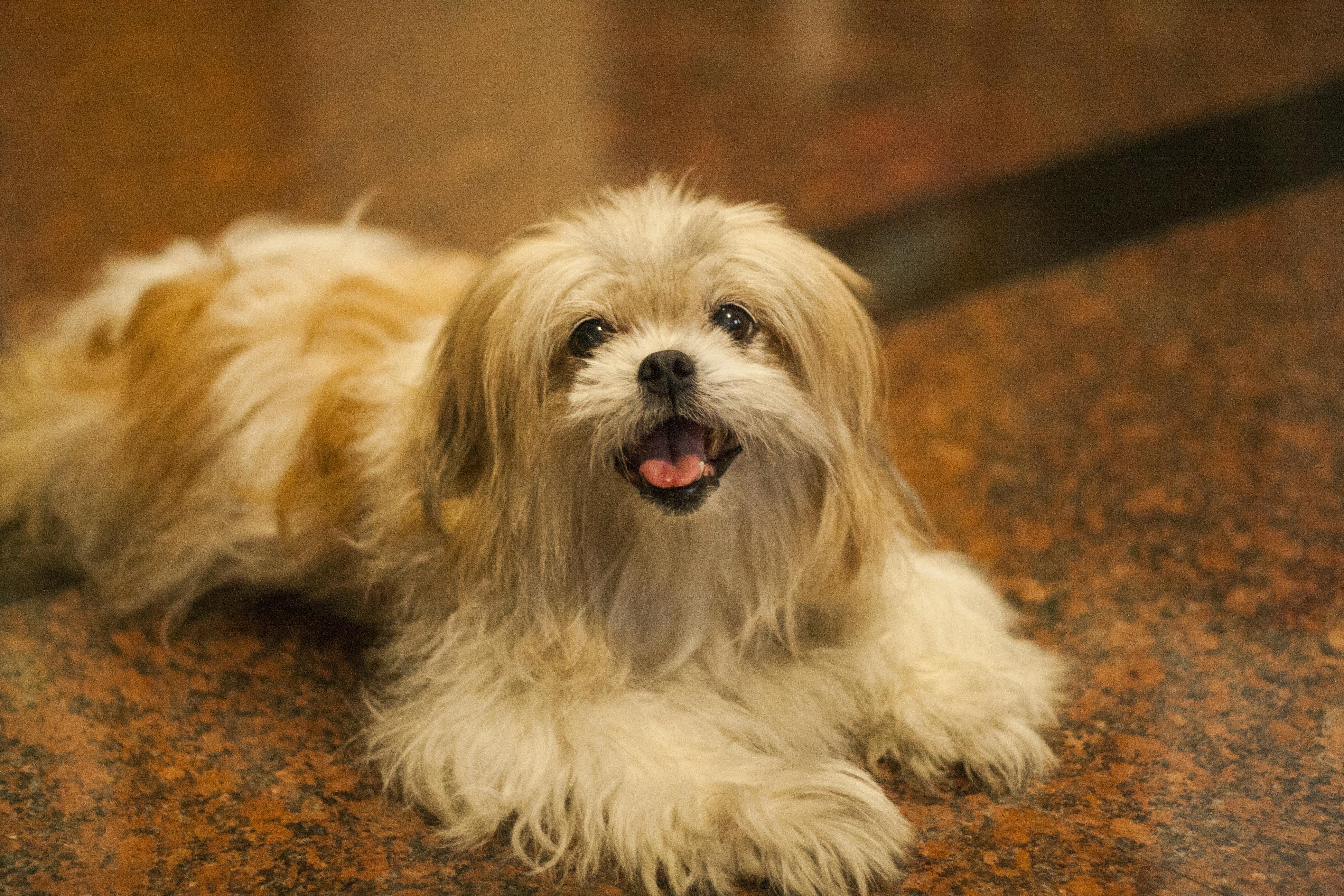 西施犬<em>如果没有人</em>帮它绑<em>头发怎么</em>办? - 知乎