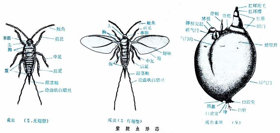 稀奇古怪的颜料原料有哪些