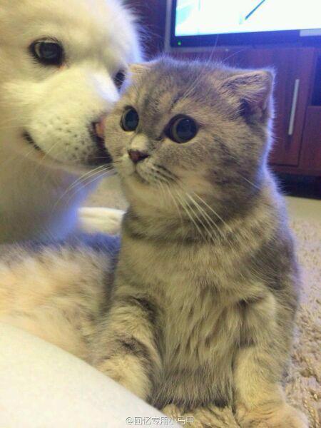 <em>新浪微博</em>红人「回忆专用<em>小马甲</em>」是一个怎样的