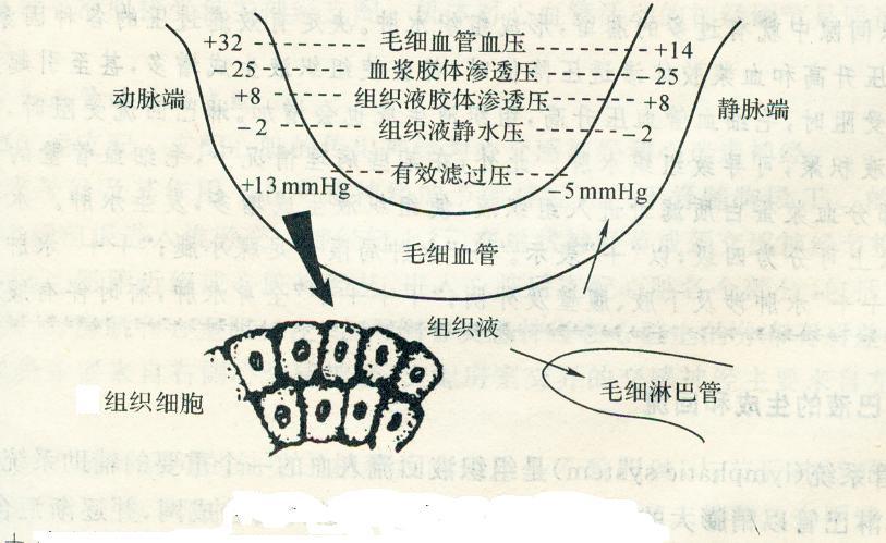     血液与组织间的液体是通过毛细血管可以交换的,其中有