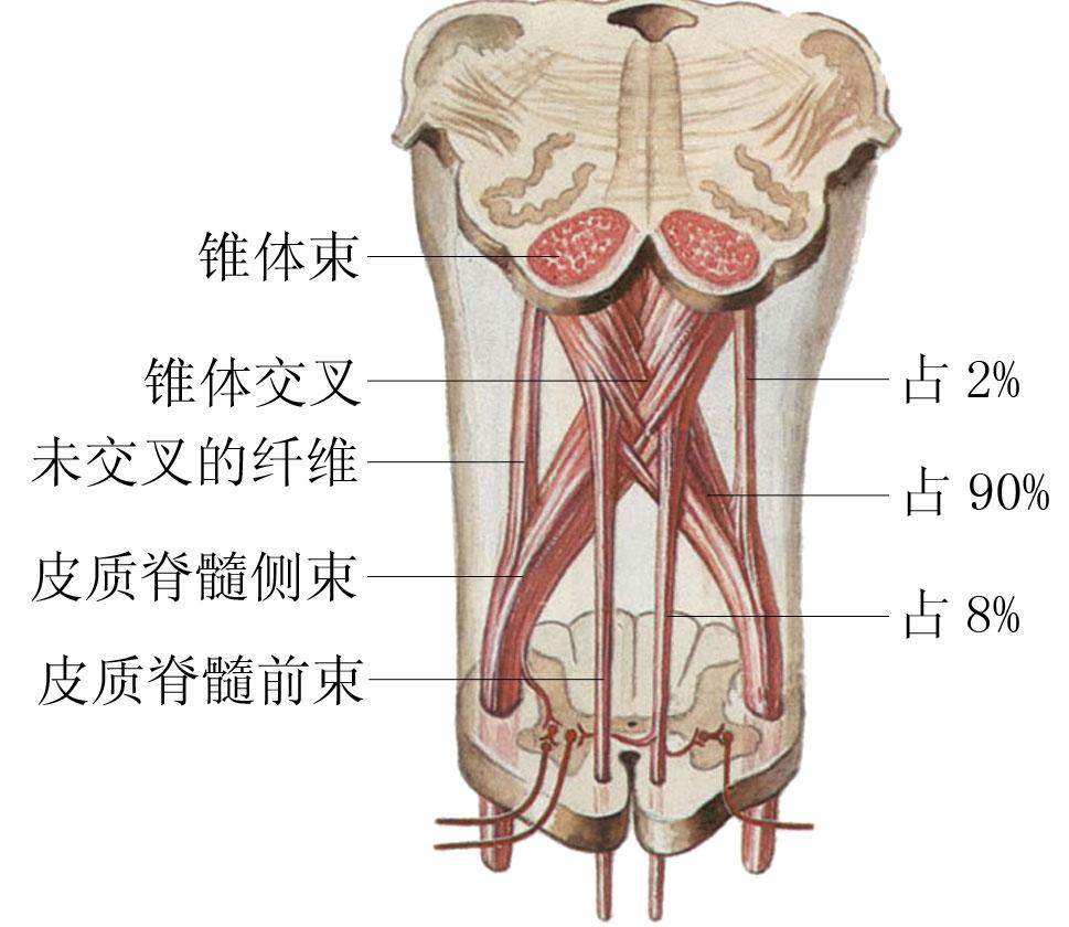 为什么左脑控制右半边身体右脑控制左半边身体神经是在