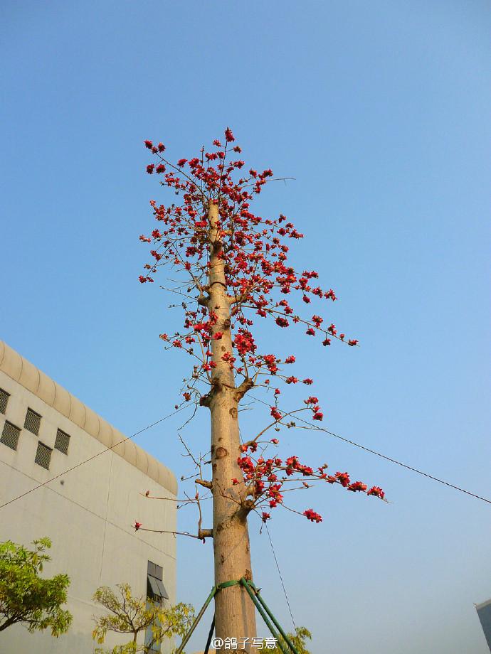 在深圳市新安中学高中部就读是一番v中学?生日常第二高中男子季图片