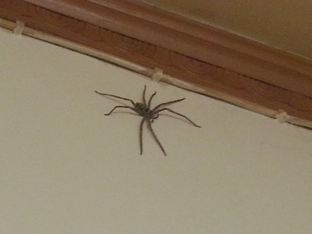 突然出现在家里的,这是什么蜘蛛? - 螺旋真理的