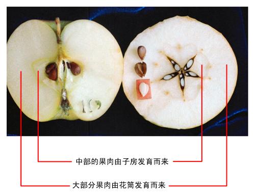 从分类上来说,苹果和梨属于梨果,我们吃到的「果肉,主要由它们的