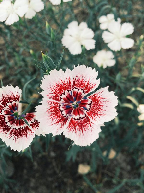 2,门口小花园的石竹花,调了色,花蕊看起来好像蓝莓