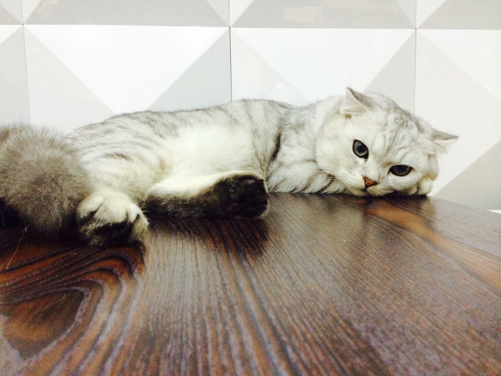 家里养了一只高冷的猫是什么感觉? - Mewstra