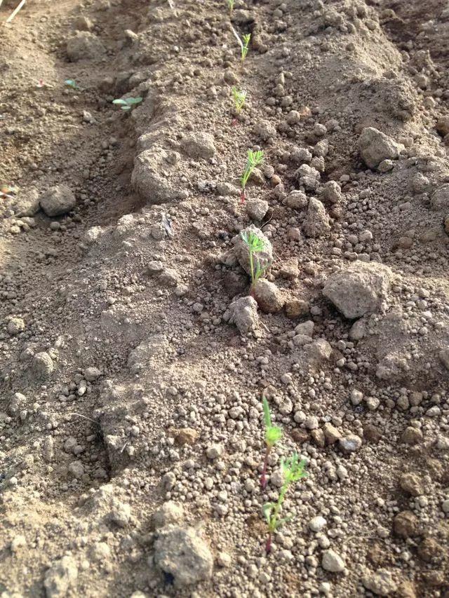 参加dreamfighter的斯里兰卡国际义工项目是怎