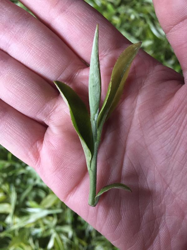 铁观音,大红袍,祁门红茶,金骏眉这一类的茶的叶子都是来自同一种茶树