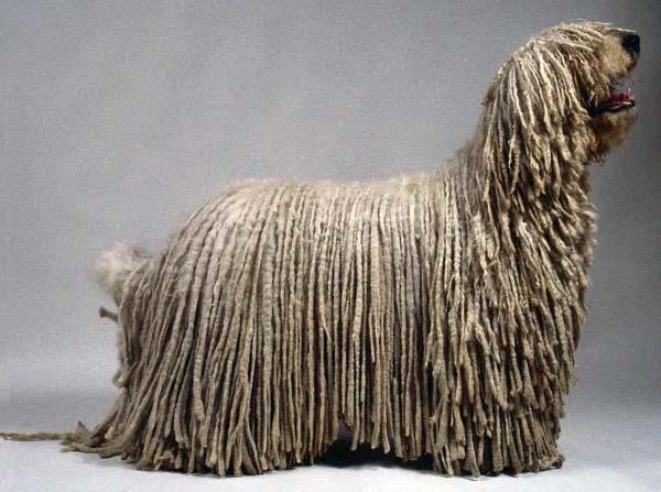 — 科蒙多尔牧羊犬