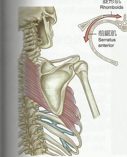 肩胛骨内侧的筋和肌肉自己如何拉伸以及松解?