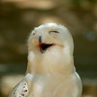 雪鸮无爱好较分散不系统