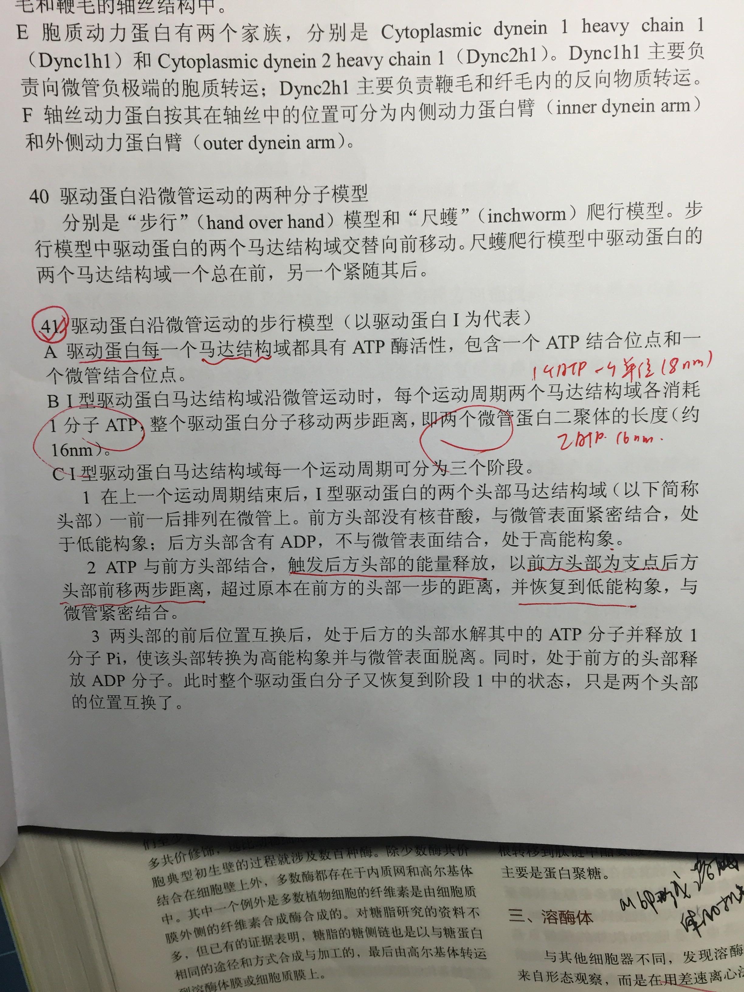 这个是真的吗这是一个肌球蛋白拖着一个内啡肽走在一个单纤维上然后大