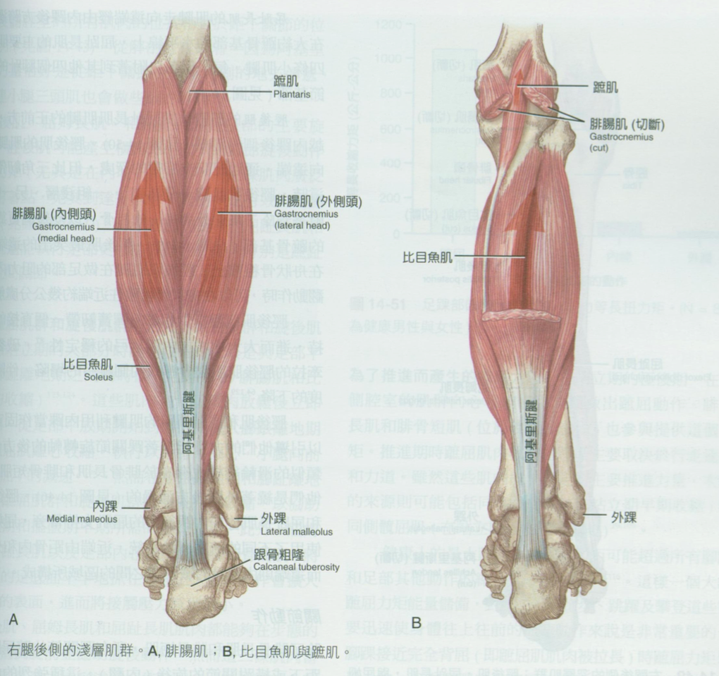 腓肠肌主要有快肌纤维构成,下肢快速的弹跳动作,主要由腓肠肌参与.