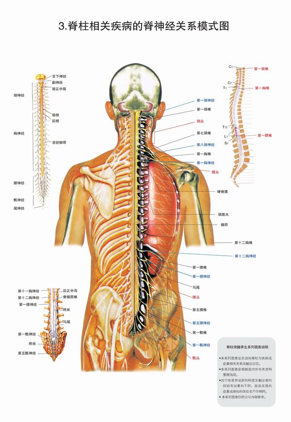 脊柱节段与人体部位的对应图大全你想要的都在这里