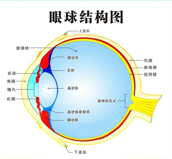 儿童视力发育与近视预防