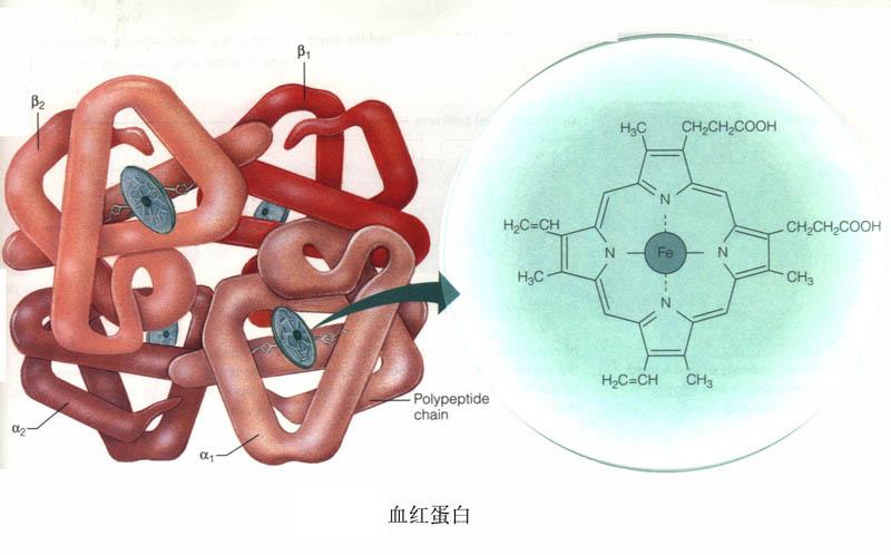 因为红细胞里面含有大量的血红蛋白,血红蛋白具有四条