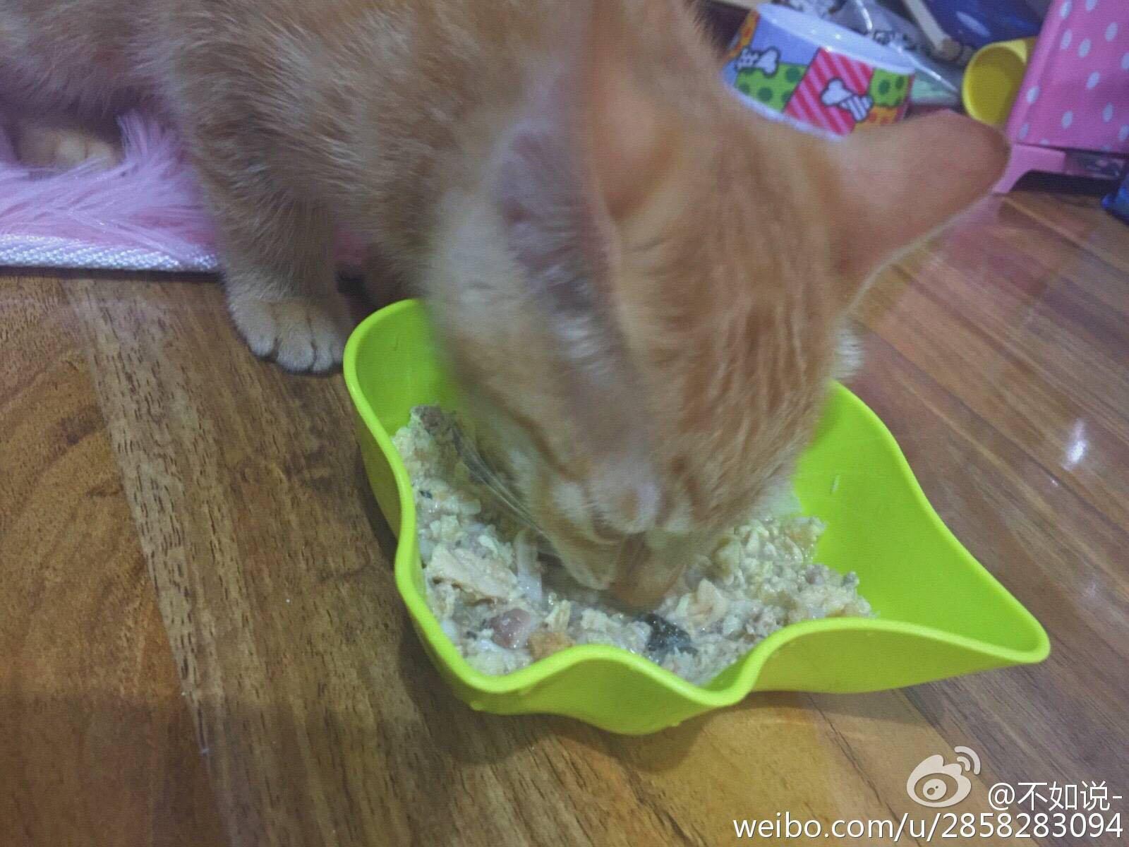 自制猫粮应该怎么搭配 知乎