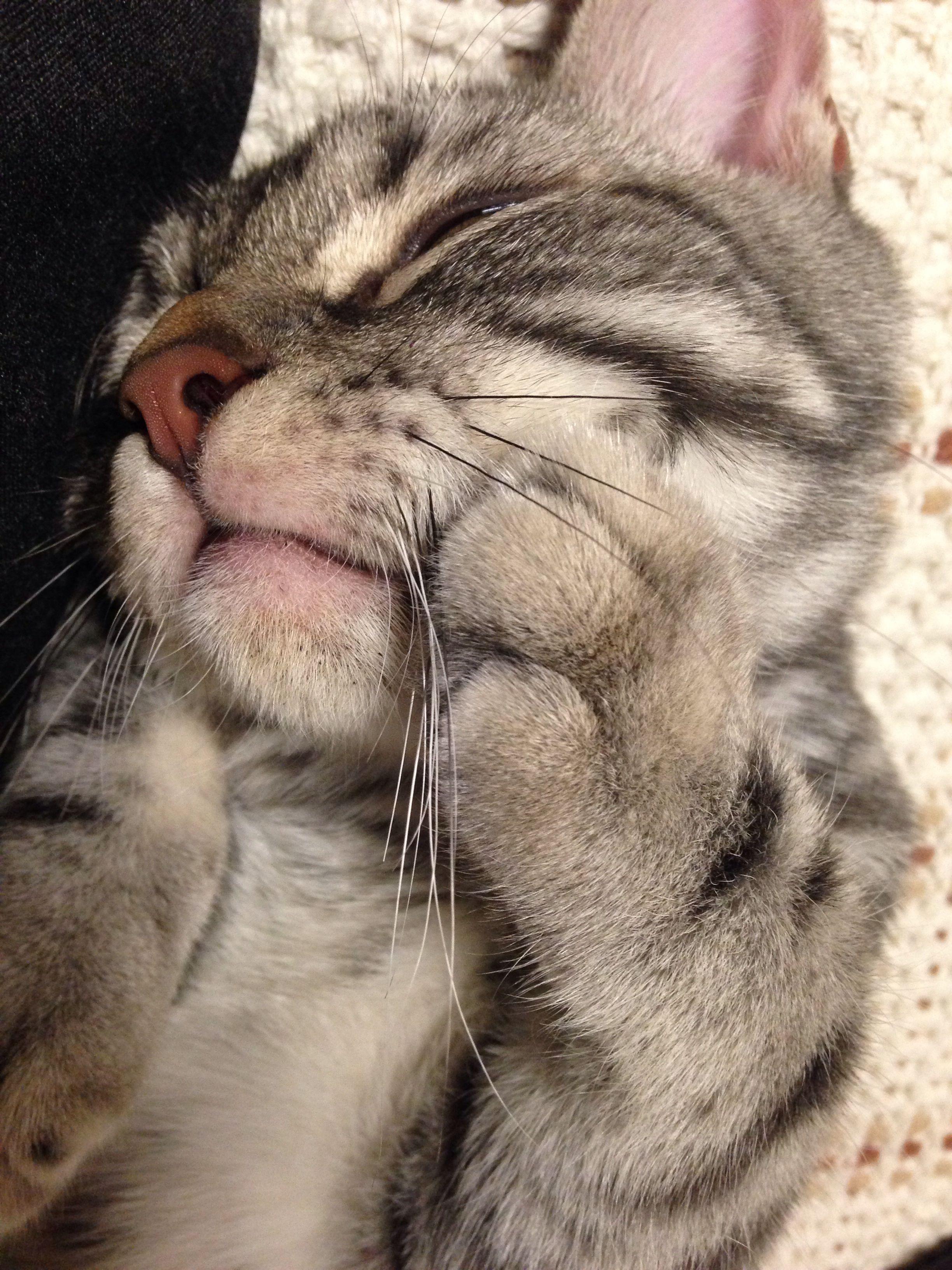 有一只超黏人的猫咪是什么样的体验? - 肉脸小