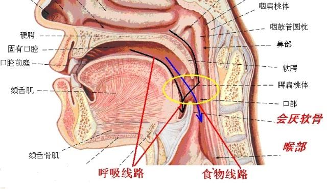 咽与食道管