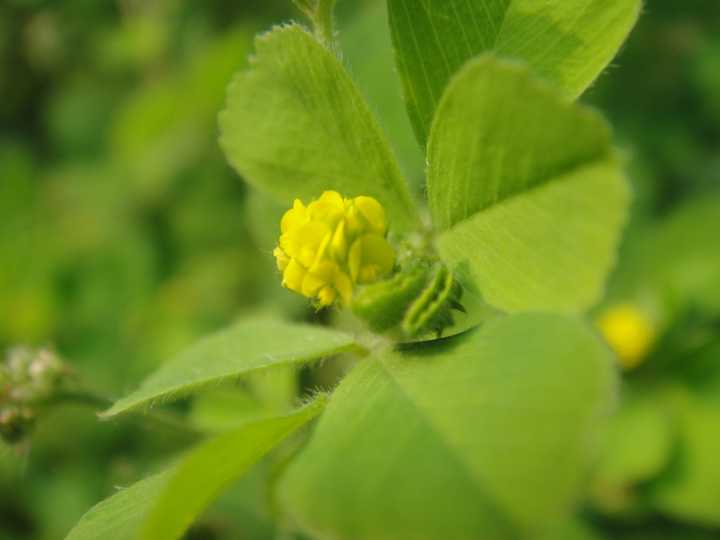 天蓝苜蓿 medicago lupulina 的叶和植株体型都比较小,有明显的区别