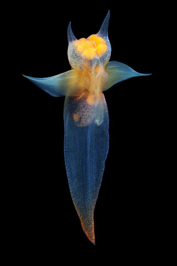 有哪些奇特的深海生物?