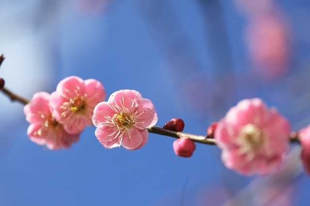 怎么区分樱花梅花桃花?