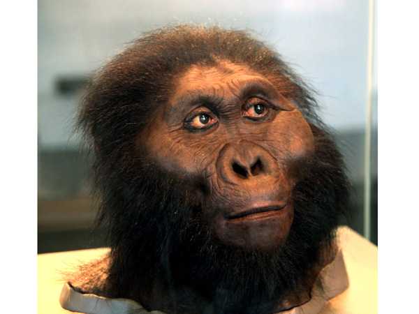 如果人类的祖先是猴子,为什么猩猩这支没进化成人?