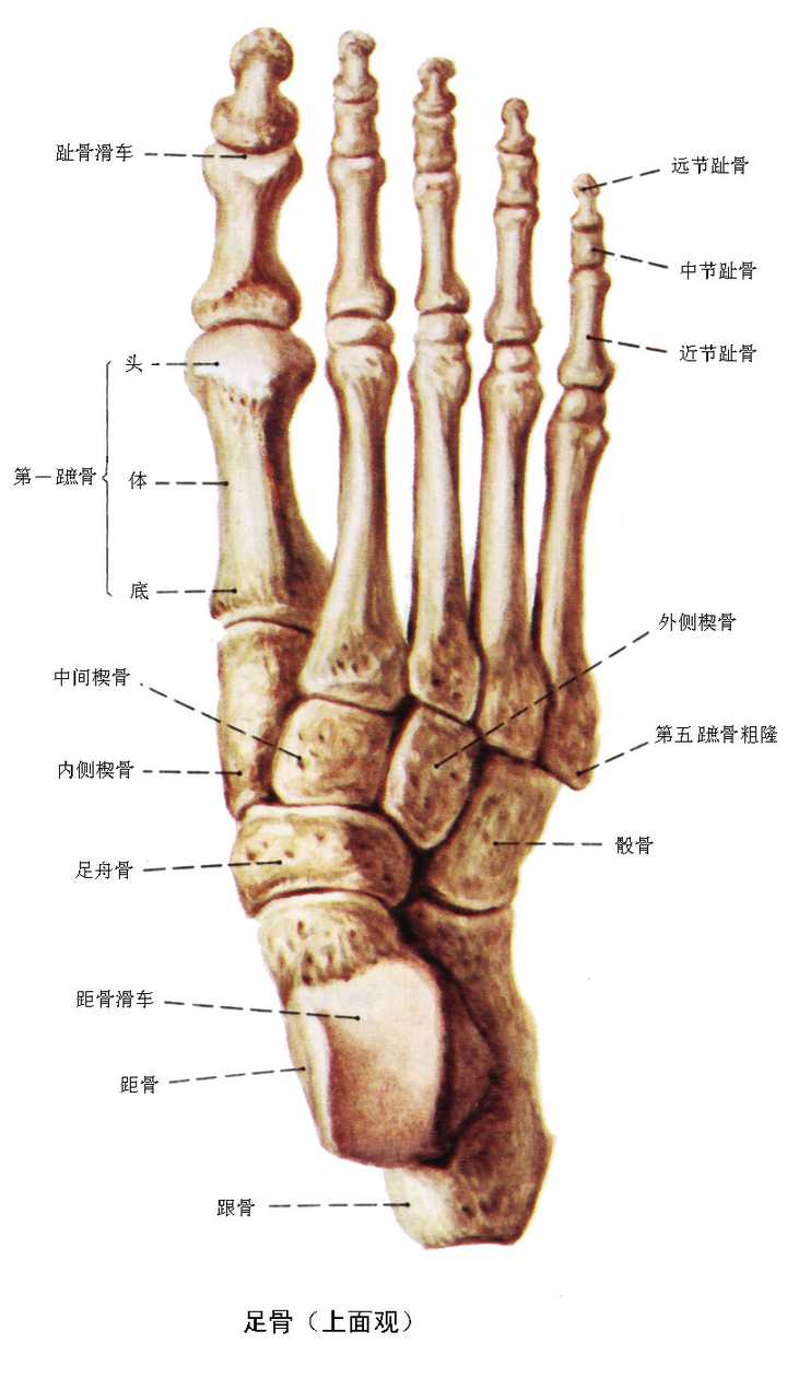 所以,产生lister"s corn的 第一个原因是小趾第一关节强直.