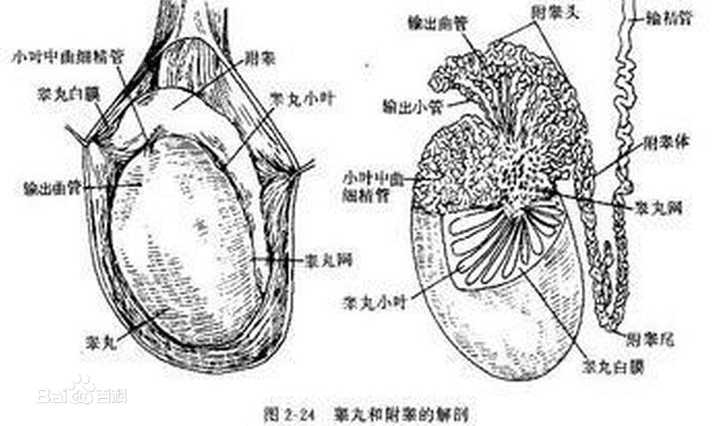 睾丸相当于是生产精子的车间而附睾则是促使精子继续发育成熟的流水线