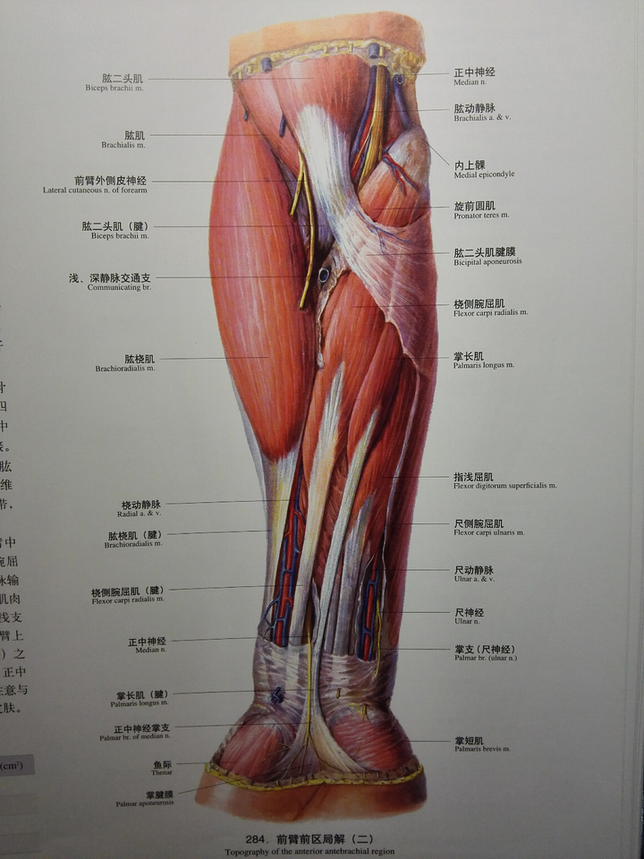 前臂掌面解剖图,取自高士廉上肢解仆计 .