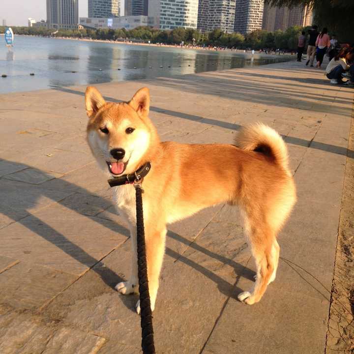 中华田园犬,柴犬和秋田犬的区别是什么?