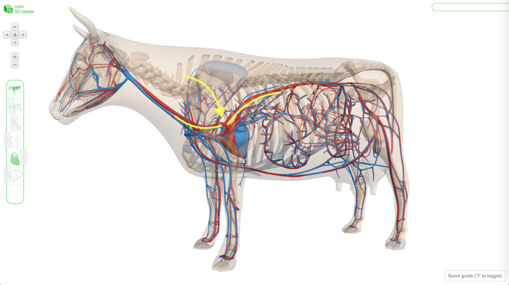 鉴于猪和牛的血管结构和人的非常相似,所以我就拿人的主动脉的结构图