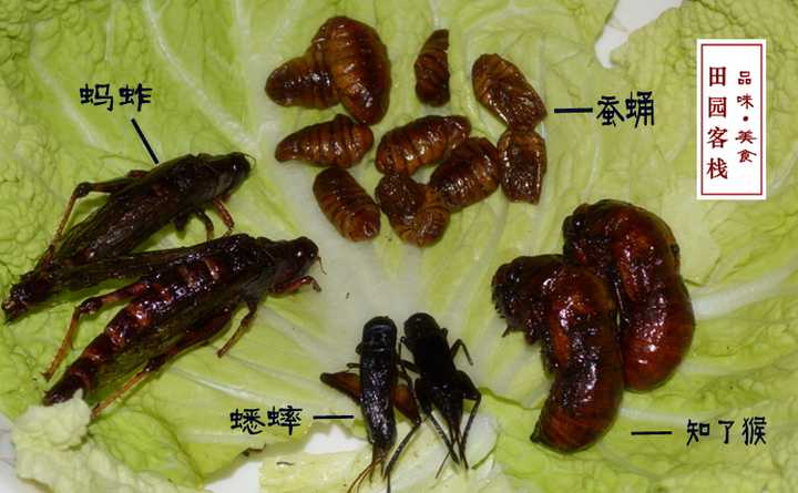 有哪些种类的昆虫可以食用?怎么做呢?