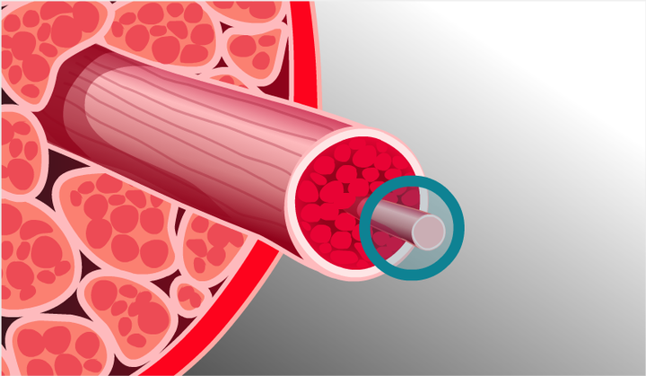 肌纤维是特化的细胞.一个肌纤维具有多个细胞核,并由肌原纤维组成.