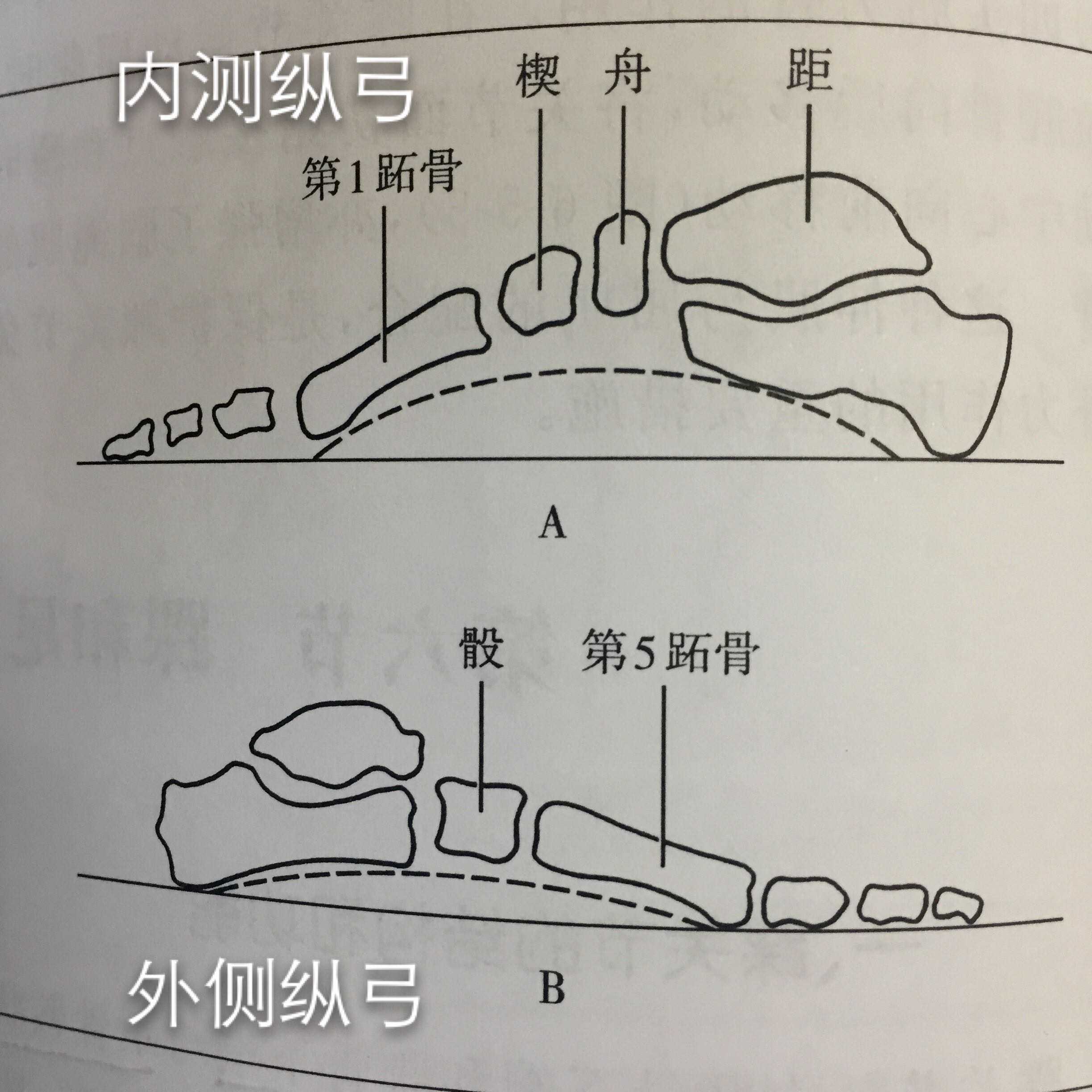 另外还有各肌肉,韧带维持足弓稳定.  显示全部