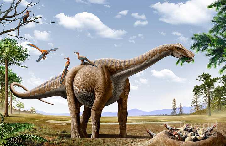 梁龙,腕龙,迷惑龙等侏罗纪大型食草恐龙,它们在白垩纪的后代是哪些