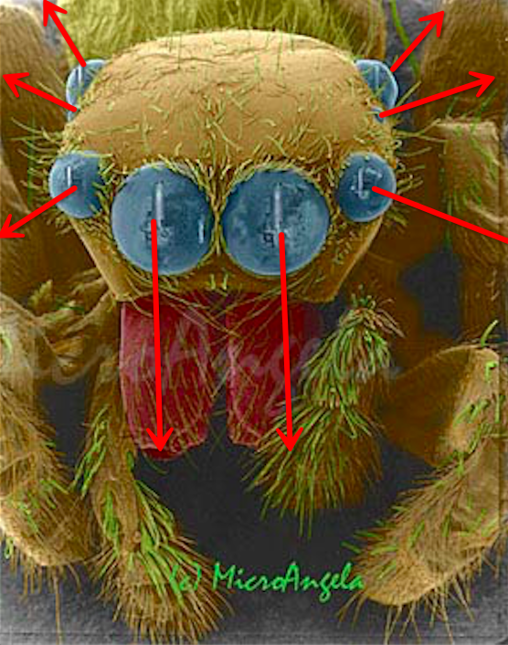 蜘蛛有视力吗它们长那么多眼睛有什么用如果有它们的视力是怎样的程度
