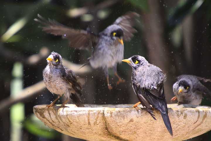 黑头矿鸟  manorina melanocephala 分布于东部的常见鸟类,委屈的小