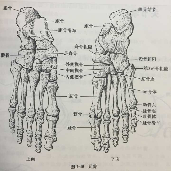 横弓由内侧楔骨,骰骨,跖骨组成.第二横弓由跖骨头组成.