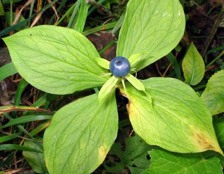 徐长卿紫萱龙葵(红)景天(蓝)花楹重楼 没错 这是 仙剑奇侠传