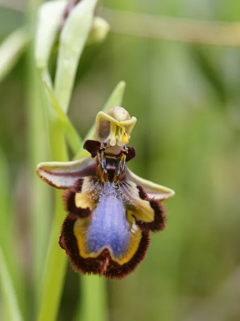 bee orchid 蜂兰花