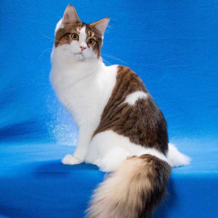 请问我这只是缅因猫还是挪威森林猫?